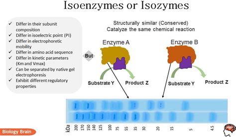 isoform vs isozyme|ENZYME ISOFORMS MAY INCREASE PHENOTYPIC .